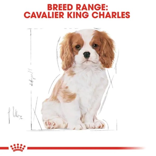Royal Canin Cavalier King Charles Puppy - Суха храна за подрастващи кавалер кинг чарлз шпаньоли - 1.5 кг